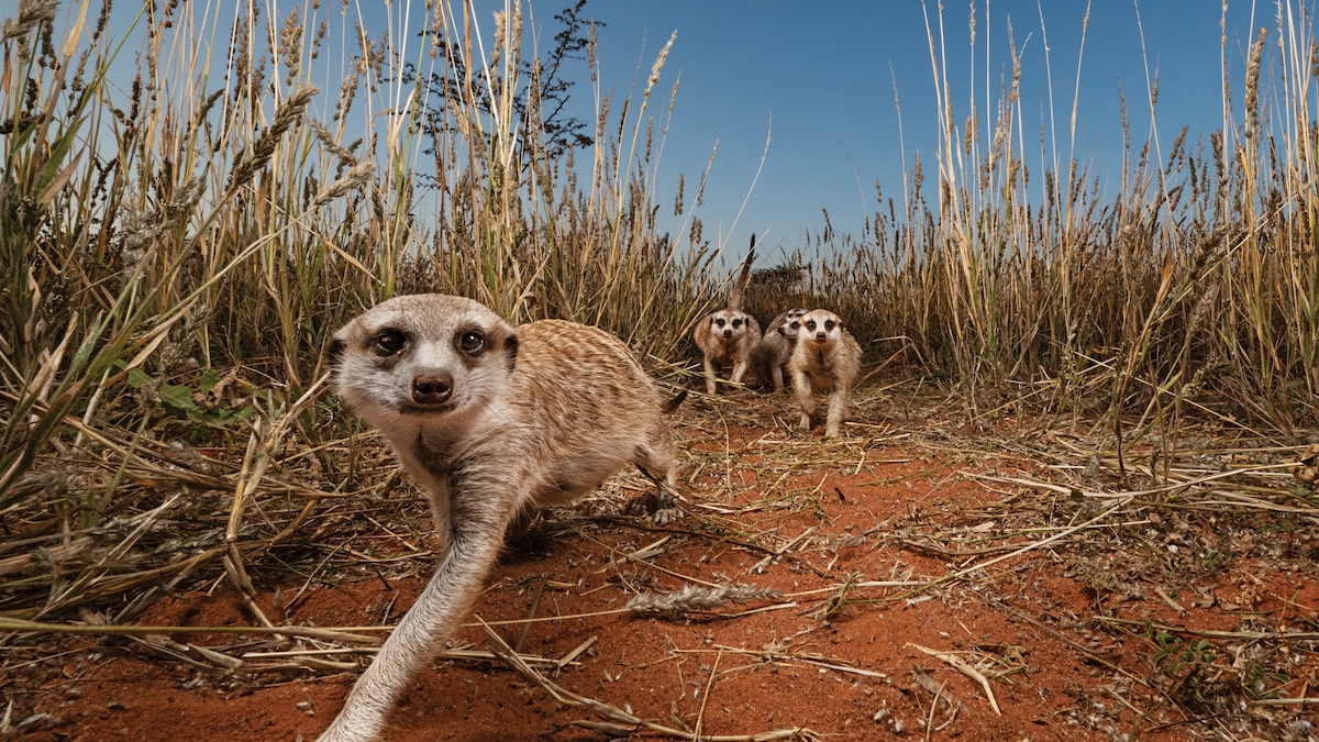 Why This Meerkat Matriarch's Survival Story is Captivating Everyone