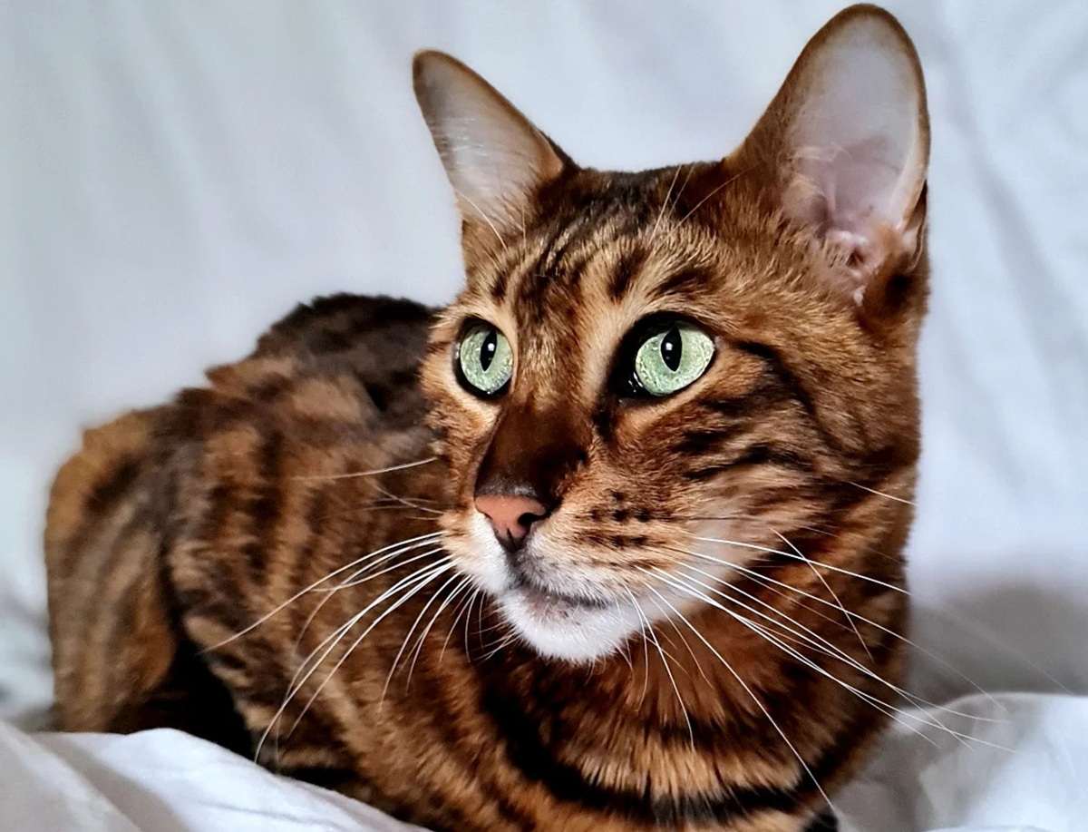 Why Toyger Cats Are Captivating the Internet Right Now
